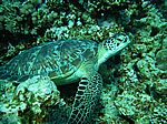 Chelonia mydas - Gr&uuml;ne Schildkr&ouml;te