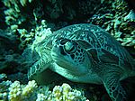 Chelonia mydas - Gr&uuml;ne Schildkr&ouml;te