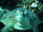 Chelonia mydas - Gr&uuml;ne Schildkr&ouml;te
