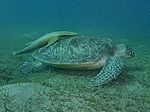 Chelonia mydas - Gr&uuml;ne Schildkr&ouml;te mit Echeneis naucrates - Schiffshalter