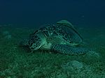 Chelonia mydas - Gr&uuml;ne Schildkr&ouml;te mit Echeneis naucrates - Schiffshalter