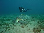 Chelonia mydas - Gr&uuml;ne Schildkr&ouml;te mit Echeneis naucrates - Schiffshalter und Taucher Juliane Gierth