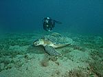 Chelonia mydas - Gr&uuml;ne Schildkr&ouml;te mit Echeneis naucrates - Schiffshalter und Taucher Juliane Gierth