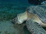 Chelonia mydas - Gr&uuml;ne Schildkr&ouml;te mit Echeneis naucrates - Schiffshalter