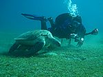 Chelonia mydas - Gr&uuml;ne Schildkr&ouml;te mit Taucher - Marcel Gierth