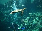 Caretta Caretta - unechte Karettschildkr&ouml;te (Nakari Hausriff) mit Taucher Marcel Gierth