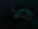 Caretta Caretta - unechte Karettschildkr&ouml;te (Nakari Hausriff)