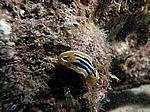 K&ouml;nnte eine Chromodoris africana - Afrikanische Sternschnecke sein. Aber aufgrund des Fundortes Rotes Meer eher eine Chromodoris quadricolor - Pyjamasternschnecke
