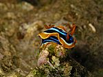 Chromodoris Quadricolor - Pyjama-Sternschnecke