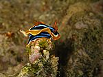 Chromodoris Quadricolor - Pyjama-Sternschnecke