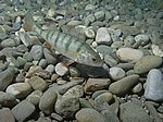  Flussbarsch (Perca fluviatilis)