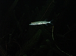 Juveniler Hecht (Esox lucius)