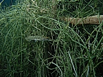 Juveniler Hecht (Esox lucius)