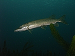Hecht (Esox lucius)