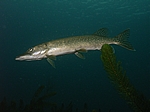 Hecht (Esox lucius)