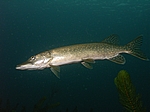 Hecht (Esox lucius)