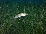 Juveniler Hecht (Esox lucius)