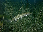 Juveniler Hecht (Esox lucius)