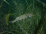 Juveniler Hecht (Esox lucius)