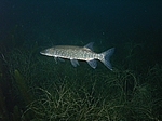 Hecht (Esox lucius)