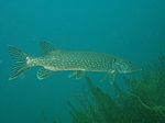 Hecht (Esox lucius)