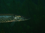 Hecht (Esox lucius)