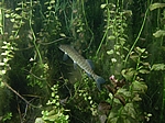 Hecht (Esox lucius) im Kraut