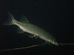 Hecht (Esox lucius) 