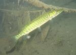 Europ&auml;ischer Hecht (Esox lucius)